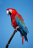 BRD 01 GR0013 01
Green-Winged Macaw Perched On Branch Against Blue Sky