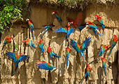 BRD 01 JE0001 01
Flock Of Green-Winged Macaws On Cliff Wall South America