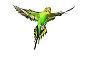 BRD 01 JE0002 01
Green Budgie Flying On White Seamless