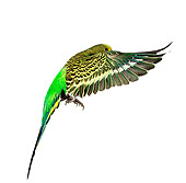 BRD 01 JE0003 01
Green Budgie Flying On White Seamless