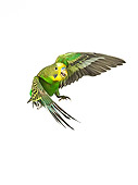 BRD 01 JE0004 01
Green Budgie Flying On White Seamless