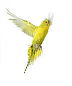 BRD 01 JE0005 01
Yellow Budgie Flying On White Seamless