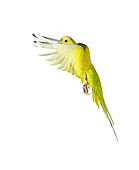 BRD 01 JE0006 01
Yellow Budgie Flying On White Seamless