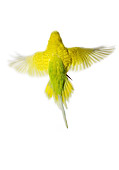 BRD 01 JE0007 01
Yellow Budgie Flying On White Seamless