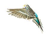 BRD 01 JE0008 01
Brown And Blue Budgie Flying On White Seamless