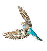 BRD 01 JE0009 01
Brown And Blue Budgie Flying On White Seamless