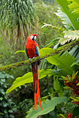 BRD 01 JE0010 01
Scarlet Macaw Sitting On Branch In Rainforest
