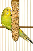 BRD 01 JE0016 01
Yellow And Green Budgie Eating Seeds In Cage On White Seamless