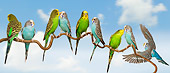 BRD 01 JE0019 01
Group Of Parakeets Perched On Branch Against Blue Sky
