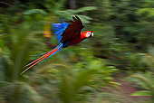 BRD 01 KH0027 01
Scarlet Macaw In Flight