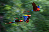 BRD 01 KH0028 01
Scarlet Macaws In Flight