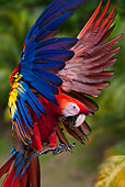 BRD 01 KH0029 01
Portrait Of Scarlet Macaw Landing