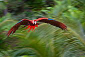 BRD 01 KH0030 01
Portrait Of Scarlet Macaw In Flight