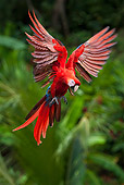BRD 01 KH0031 01
Portrait Of Scarlet Macaw In Flight