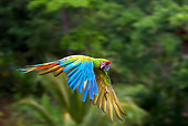 BRD 01 KH0032 01
Portrait Of Military Macaw In Flight