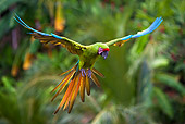 BRD 01 KH0033 01
Portrait Of Military Macaw In Flight
