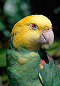 BRD 01 LS0013 01
Close-Up Of Yellow-Headed Amazon Parrot