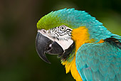 BRD 01 LS0014 01
Head Shot Of Blue And Gold Macaw
