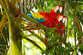 BRD 01 MC0001 01
Two Scarlet Macaws Perched On Tree Branch In Rainforest Costa Rica
