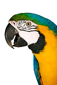 BRD 01 MH0001 01
Close Up Of Blue-And-Yellow Macaw In Studio