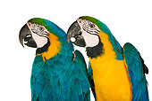 BRD 01 MH0002 01
Close Up Of Two Blue-And-Yellow Macaws In Studio