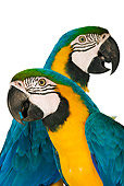 BRD 01 MH0003 01
Close Up Of Two Blue-And-Yellow Macaws In Studio
