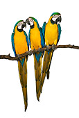 BRD 01 MH0004 01
Three Blue-And-Yellow Macaws Perching On Branch In Studio