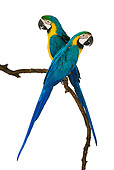 BRD 01 MH0005 01
Two Blue-And-Yellow Macaws Perching On Branch In Studio
