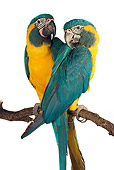 BRD 01 MH0006 01
Two Blue-Throated Macaws Perching On Branch In Studio
