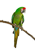 BRD 01 MH0007 01
Military Macaw Perching On Branch In Studio