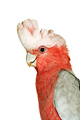 BRD 01 MH0009 01
Close Up Of Galah Cockatoo In Studio