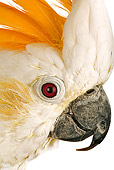 BRD 01 MH0012 01
Close Up Of Citron-Crested Cockatoo In Studio