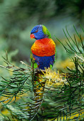 BRD 01 MH0014 01
Rainbow Lorikeet Perched On Tree Branch