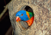 BRD 01 MH0015 01
Rainbow Lorikeet Sitting In Nesting Hole