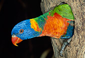 BRD 01 MH0016 01
Rainbow Lorikeet Peeking Head Out Of Nesting Hole