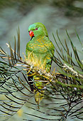 BRD 01 MH0017 01
Scaly-Breasted Lorikeet Perched On Tree Branch