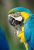 BRD 01 MH0018 01
Portrait Of Blue And Yellow Macaw Central America
