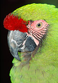 BRD 01 MH0019 01
Portrait Of Military Macaw In Black Studio