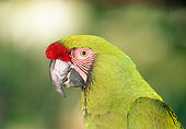 BRD 01 MH0020 01
Portrait Of Military Macaw South America