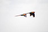 BRD 01 NE0001 01
Two Scarlet Macaws In Flight Costa Rica