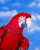 BRD 01 RK0002 04
Head Shot Of Green-Winged Macaw Cloudy Blue Sky