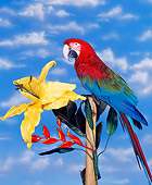 BRD 01 RK0010 05
Green Wing Macaw Sitting On Stand By Yellow Flower