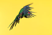 BRD 01 RK0025 03
Red-Fronted Macaw In Flight Yellow Seamless