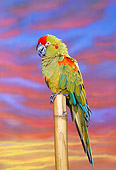 BRD 01 RK0036 03
Red-Fronted Macaw On Stand