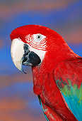 BRD 01 RK0040 05
Head Shot Of Green-Winged Macaw