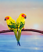 BRD 01 RK0050 09
Two Sun Conure Parrots Sitting On Branch