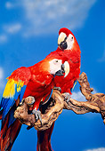 BRD 01 RK0052 07
Two Scarlet Macaws Sitting On Branch