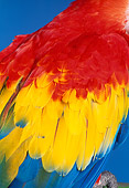 BRD 01 RK0053 02
Close Up Of Scarlet Macaw Feathers