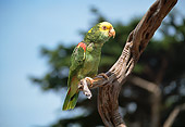 BRD 01 RK0059 05
Single Of Yellow Amazon Nape Parrot Sitting On Branch