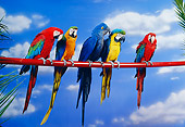 BRD 01 RK0074 31
A Flock Of Colorful Macaws On Red Pole Blue Sky